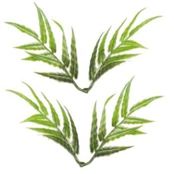 Mini-Farn II, ca. 8 cm, Btl. à 3 St.