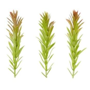 Mini-Zweig, ca. 8 cm, grün-braun, Btl. à 6 St.