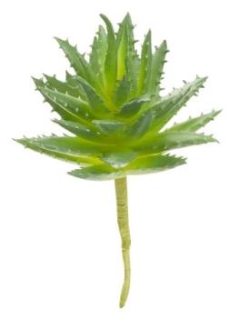 Steingewächs III, ca. 10 cm