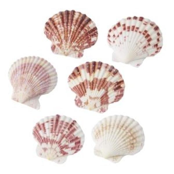 Muscheln II, ca. 50 gr.