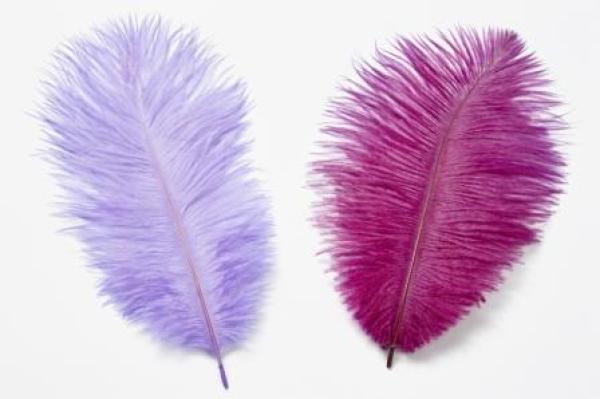 Straussen-Federn ca. 20 cm, lila, Btl. à 2 St.