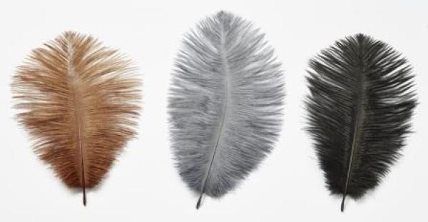 Straussen-Federn ca. 20 cm, grau, Btl. à 2 St.