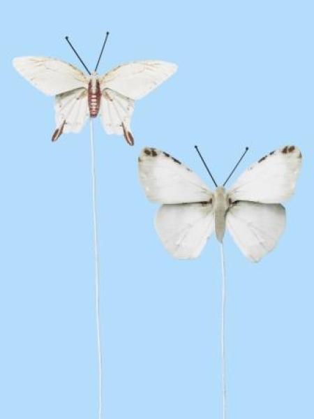 Schmetterling V, Btl. à 2 St.