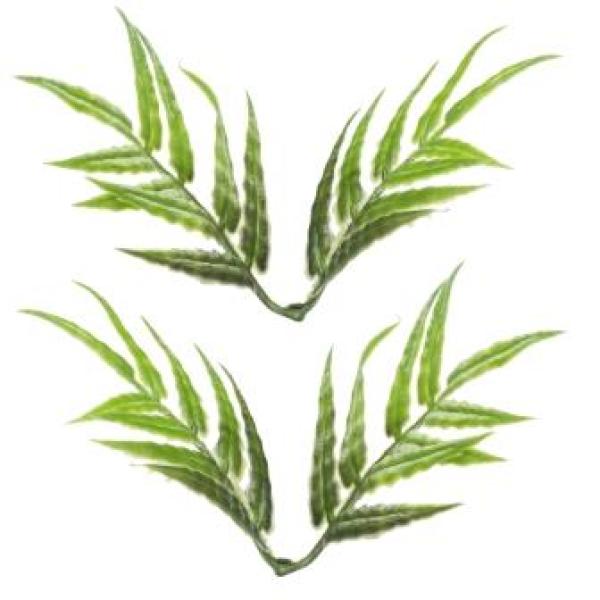 Mini-Farn II, ca. 8 cm, Btl. à 3 St.