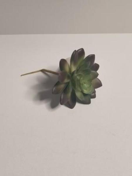 Steingewächs I, ca. 10 cm